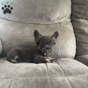 Shay, French Bulldog Puppy