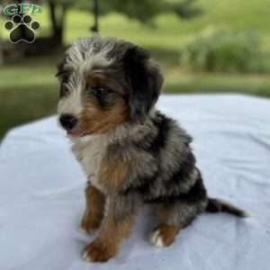 Cooper, Mini Bernedoodle Puppy