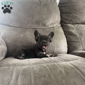 Shay, French Bulldog Puppy