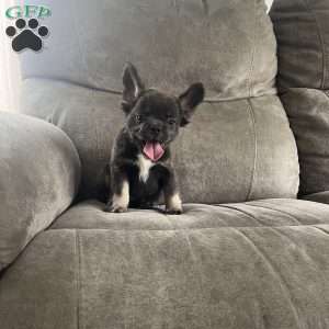 Shay, French Bulldog Puppy