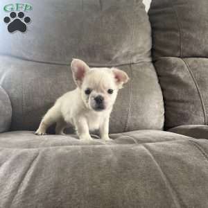 Benji, French Bulldog Puppy
