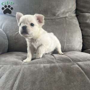 Benji, French Bulldog Puppy