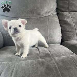 Benji, French Bulldog Puppy