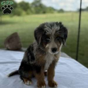 Cooper, Mini Bernedoodle Puppy