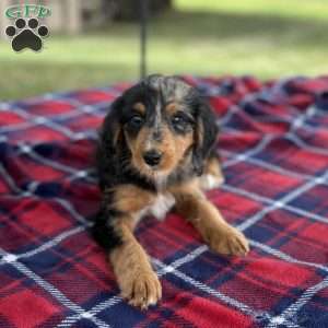 Sophia, Mini Bernedoodle Puppy