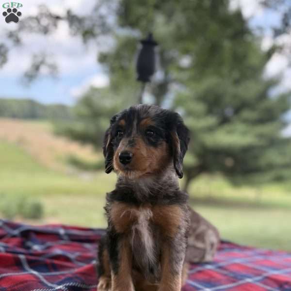 Sophia, Mini Bernedoodle Puppy