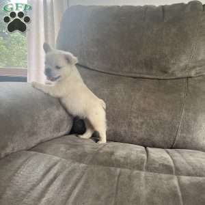 Benji, French Bulldog Puppy