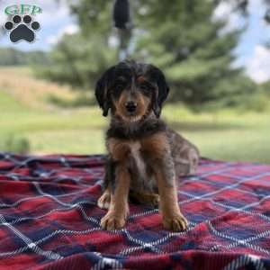 Sophia, Mini Bernedoodle Puppy
