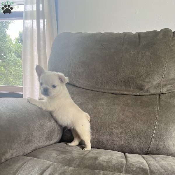 Benji, French Bulldog Puppy