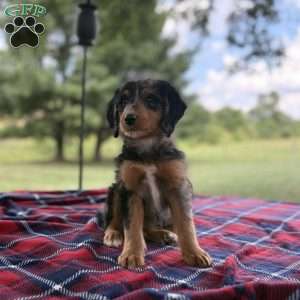Sophia, Mini Bernedoodle Puppy