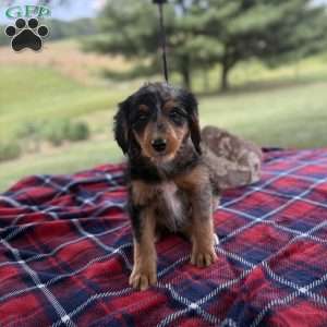 Sophia, Mini Bernedoodle Puppy
