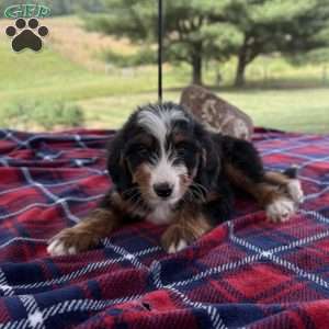Max, Mini Bernedoodle Puppy