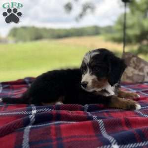 Max, Mini Bernedoodle Puppy
