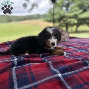 Max, Mini Bernedoodle Puppy
