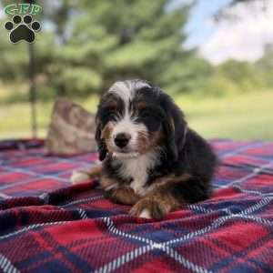 Max, Mini Bernedoodle Puppy
