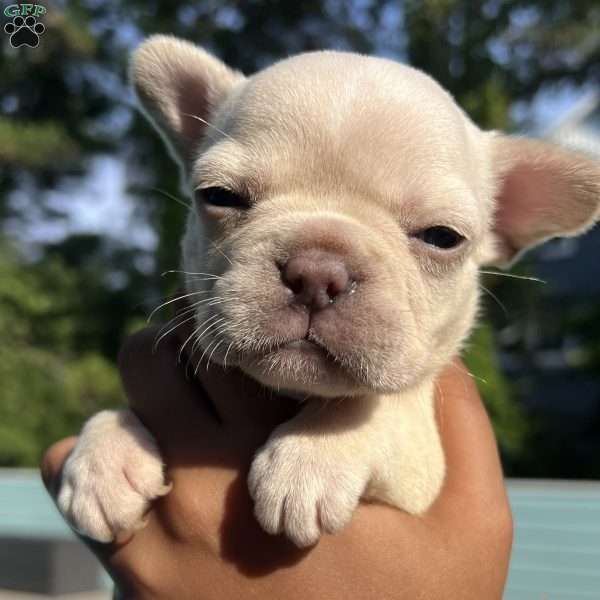 Lola, French Bulldog Puppy