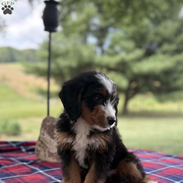 Max, Mini Bernedoodle Puppy