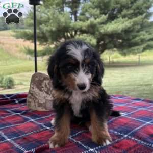 Leo, Mini Bernedoodle Puppy