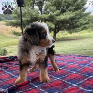 Leo, Mini Bernedoodle Puppy