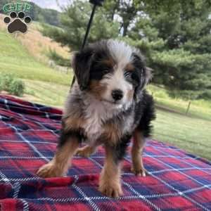 Leo, Mini Bernedoodle Puppy