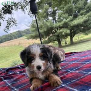Leo, Mini Bernedoodle Puppy