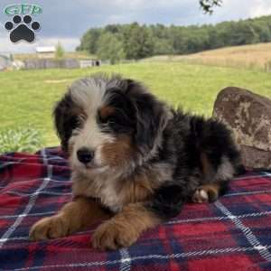 Leo, Mini Bernedoodle Puppy
