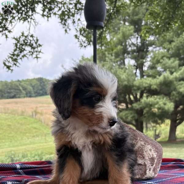 Leo, Mini Bernedoodle Puppy
