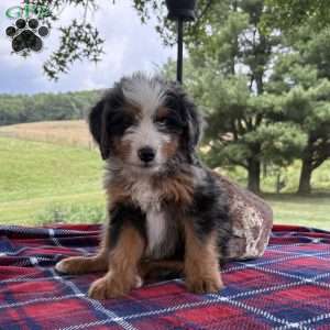Leo, Mini Bernedoodle Puppy