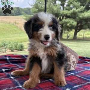 Leo, Mini Bernedoodle Puppy