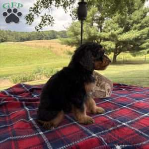 Chloe, Mini Bernedoodle Puppy