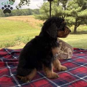 Chloe, Mini Bernedoodle Puppy