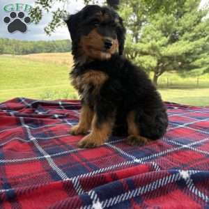 Chloe, Mini Bernedoodle Puppy