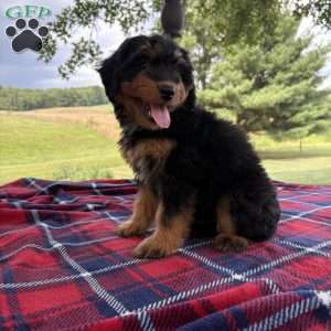Chloe, Mini Bernedoodle Puppy