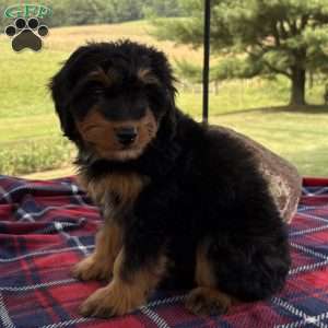 Chloe, Mini Bernedoodle Puppy