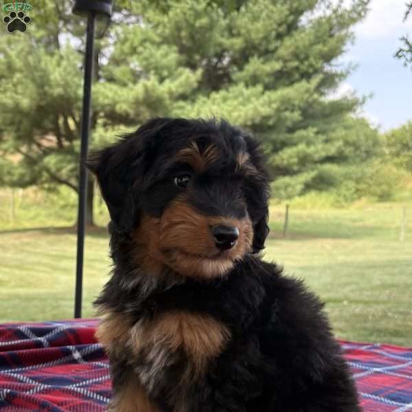 Chloe, Mini Bernedoodle Puppy