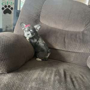 Sasha, French Bulldog Puppy
