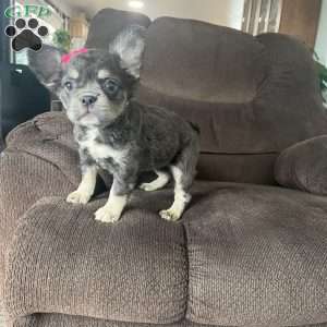 Sasha, French Bulldog Puppy