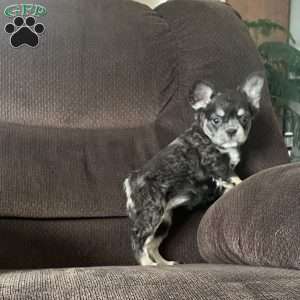 Sasha, French Bulldog Puppy