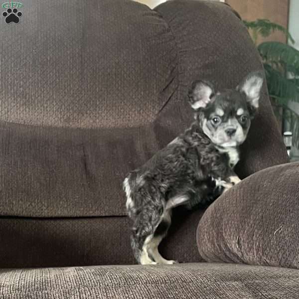 Sasha, French Bulldog Puppy