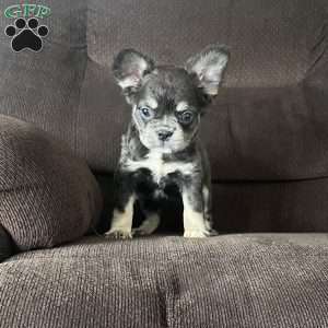 Sasha, French Bulldog Puppy