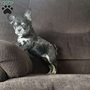 Sasha, French Bulldog Puppy