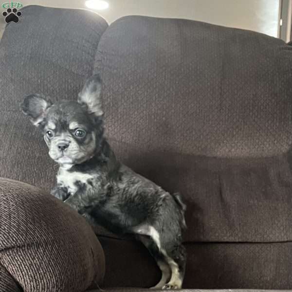 Sasha, French Bulldog Puppy
