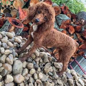 BADAR F1B, Mini Goldendoodle Puppy