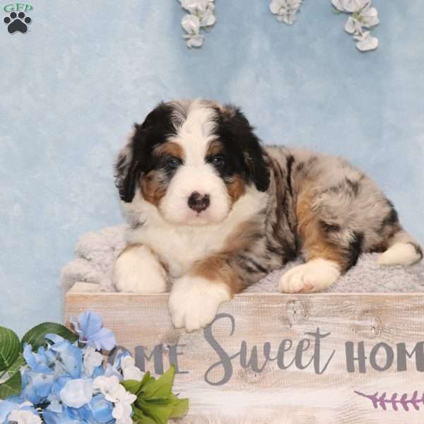 Jerry, Mini Bernedoodle Puppy