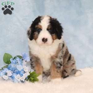 Jerry, Mini Bernedoodle Puppy