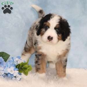 Jerry, Mini Bernedoodle Puppy