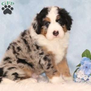Jerry, Mini Bernedoodle Puppy