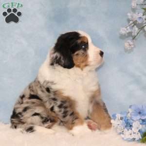 Jerry, Mini Bernedoodle Puppy