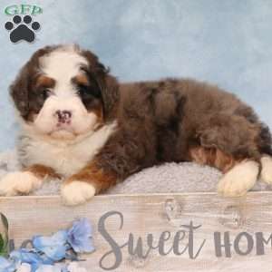 Jordan, Mini Bernedoodle Puppy