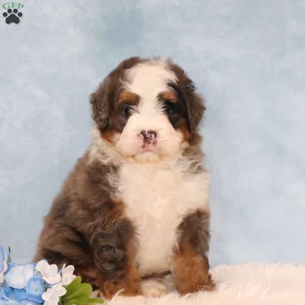 Jordan, Mini Bernedoodle Puppy